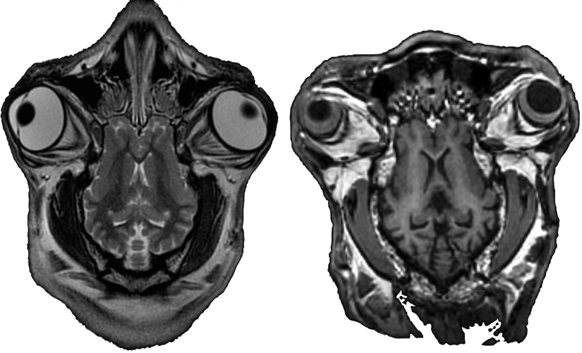 Functional MRI of a sheep brain