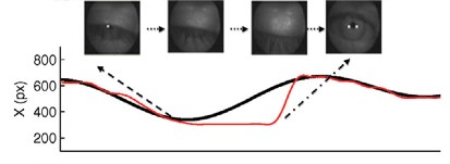 Behavioural changes during a microsleep: Eye closure and loss of responsiveness in a tracking task