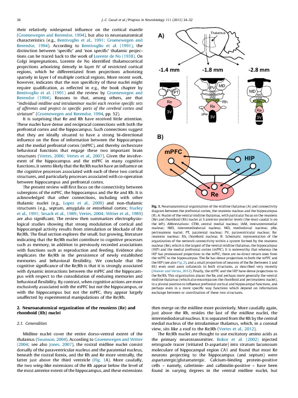 Download The reuniens and rhomboid nuclei: neuroanatomy, electrophysiological characteristics and behavioral implications.