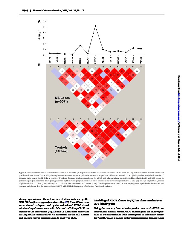 Download A rare P2X7 variant Arg307Gln with absent pore formation function protects against neuroinflammation in multiple sclerosis.