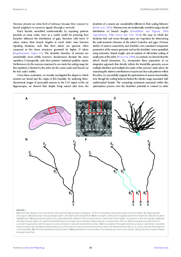Download Neuron arbor geometry is sensitive to the limited-range fractal properties of their dendrites.