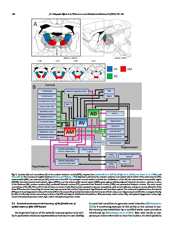 Download Anterior thalamic nuclei lesions and recovery of function: Relevance to cognitive thalamus.